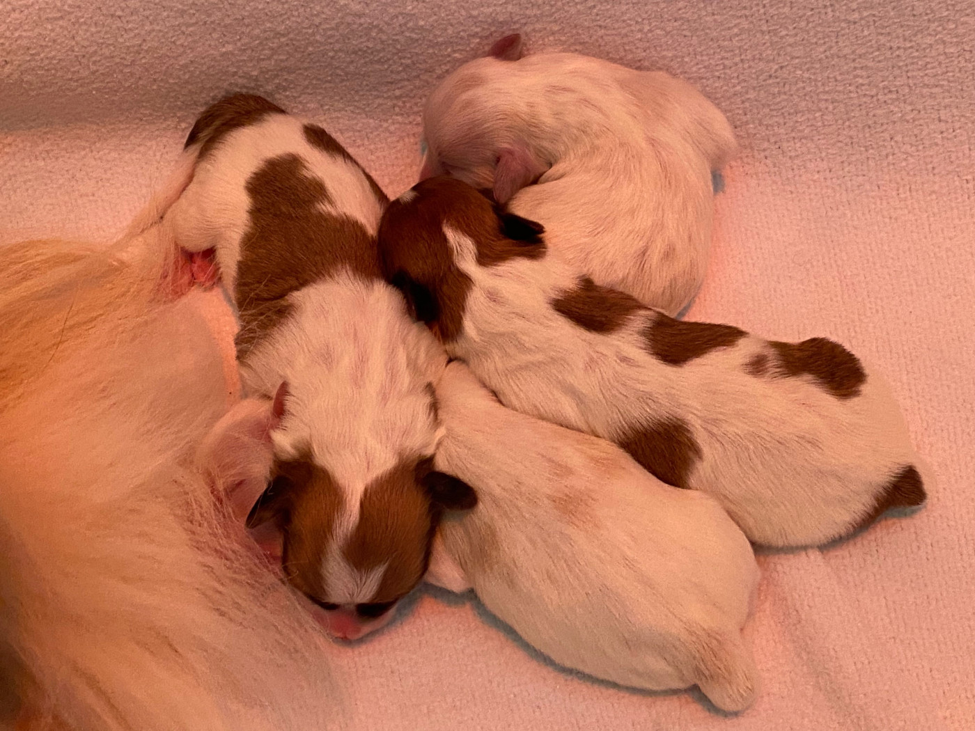 Du Vieux Chêne De La Mine - Coton de Tulear - Portée née le 13/05/2026