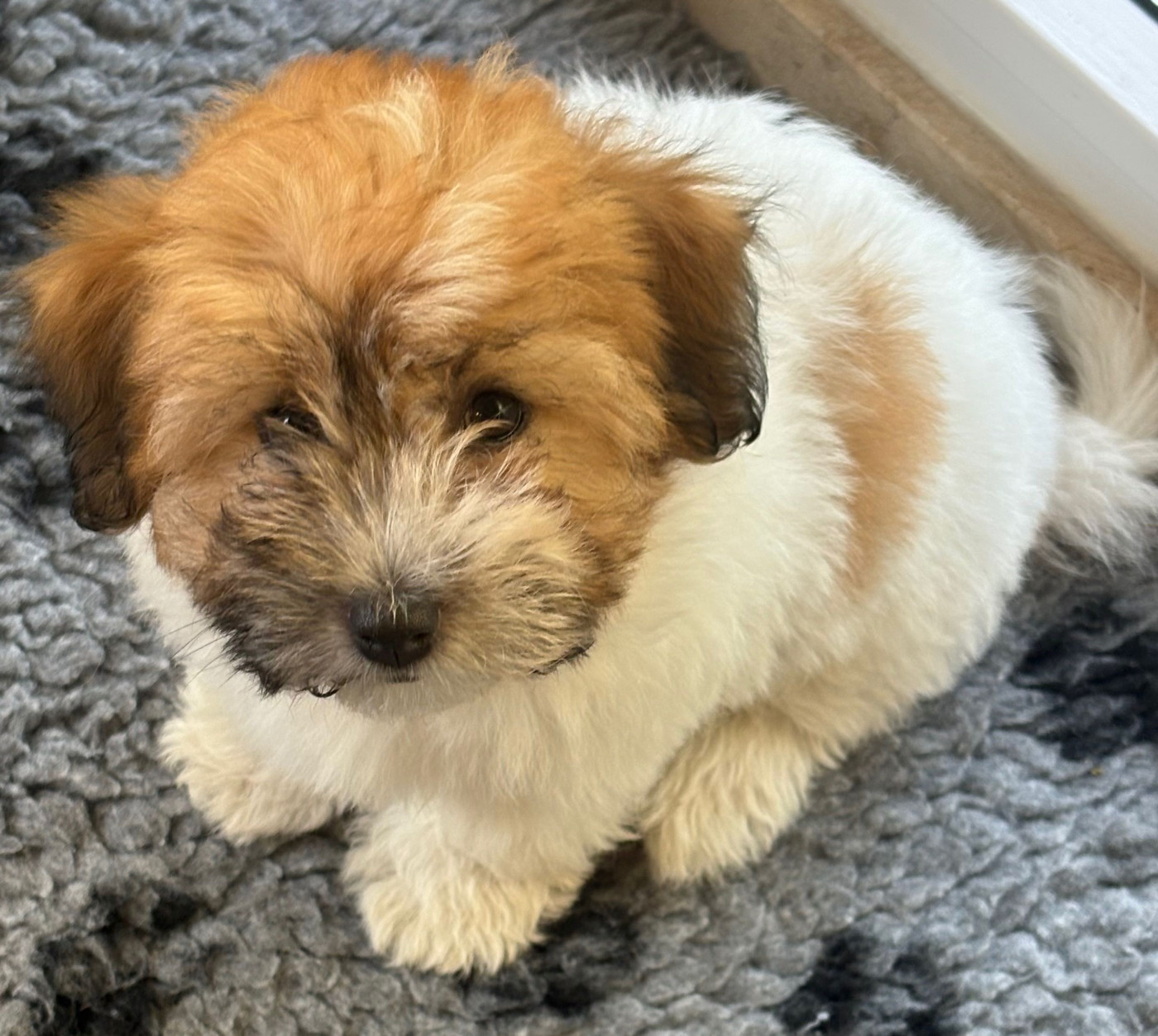 Du Vieux Chêne De La Mine - Chiots disponibles - Coton de Tulear